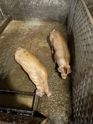 Purcei de ținut  - imagine 2