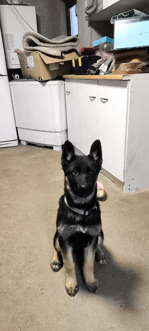 Pui ciobănesc german