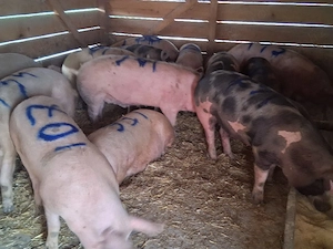 vând porci pentru sacrificat 100-170 kg