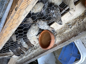 Prepelițe ouătoare, tinere și pui 