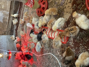 Disponibil pui de casă .rațuste de casă 