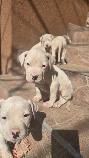 Pui Dog Argentinian rasa pura 