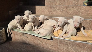 Pui Dog Argentinian rasa pura  - imagine 4