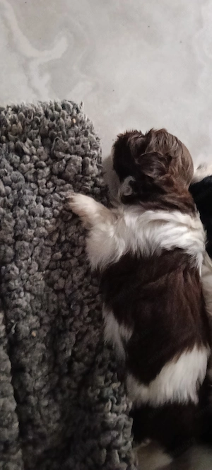 Băiețel ShiTzu   - imagine 3