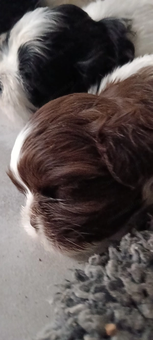 Băiețel ShiTzu   - imagine 2