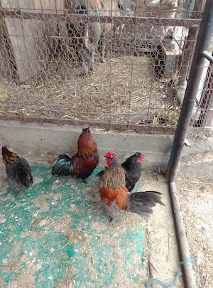 Cocoșei pitici serama