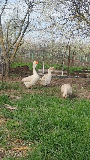vând gâște holmogor  - imagine 3