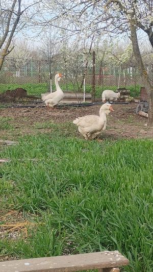 vând gâște holmogor  - imagine 2