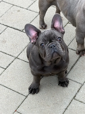 Bulldog Francez Femela 4 luni - imagine 5