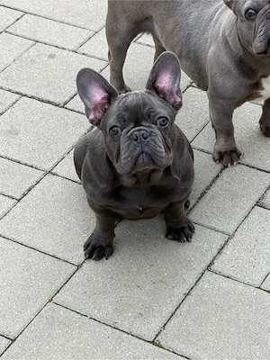 Bulldog Francez Femela 4 luni - imagine 4