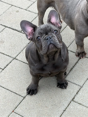 Bulldog Francez Femela 4 luni - imagine 3