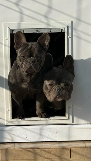 Bulldog Francez Femela 4 luni - imagine 2