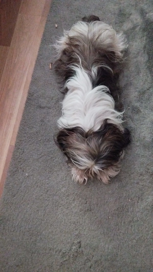 ShiTzu căței ShiTzu   