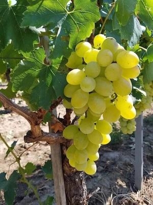 butasi de vita de vie de anul 2 și de anul 3 