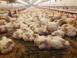 Pui cu greutatea intre 2 kg si 3 kg.