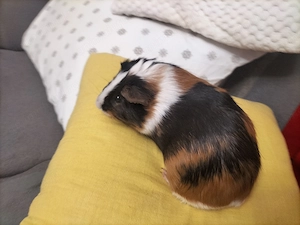 Donez porcusor de guineea