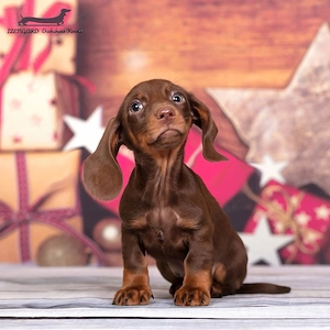 Tekkel Chioko si harlekin  - imagine 5