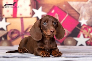 Tekkel Chioko si harlekin  - imagine 4