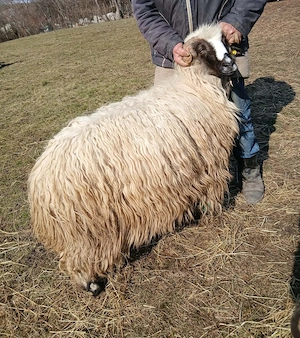 Vând    șase    oi 