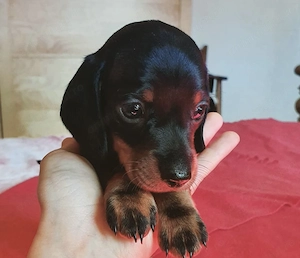 Teckel mascul și femelă 