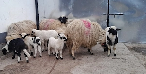 Vând    șase    oi  - imagine 4