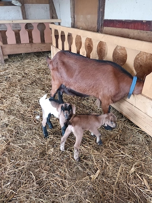 capră alpin franceza