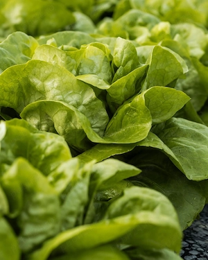 Se caută 4 cupluri la   salata  - imagine 2