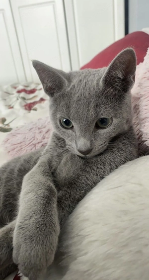 Russian blue albastru de Rusia 