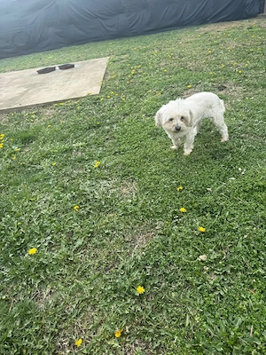 De vânzare bisoni maltezi 