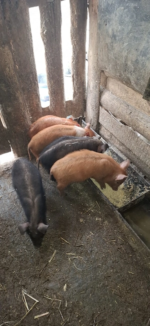 purcei de vinzare - imagine 2