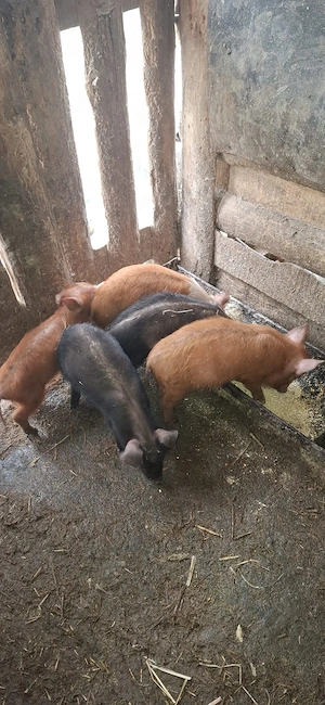 purcei de vinzare - imagine 3