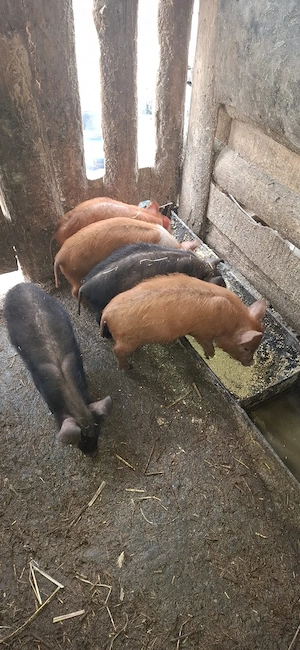 purcei de vinzare - imagine 4