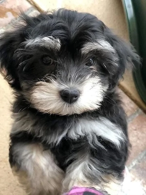 Bichon Havanez talie mica