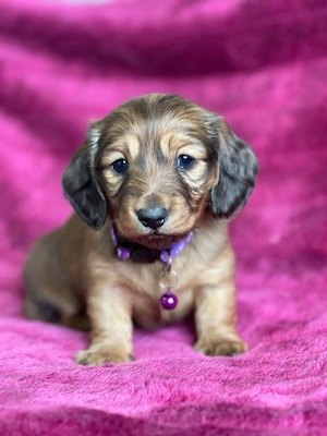 Bichon Havanez talie mica