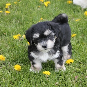 Bichon Havanez talie mică 600 lei