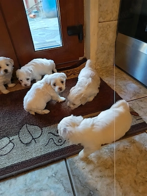 Vând 1 catelusa bichoni maltez adorabili . - imagine 2