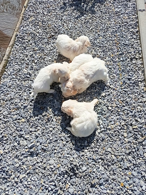 Vând 1 catelusa bichoni maltez adorabili . - imagine 3