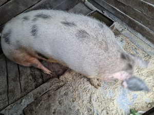 Scroafă de doi ani,între 300-350kg