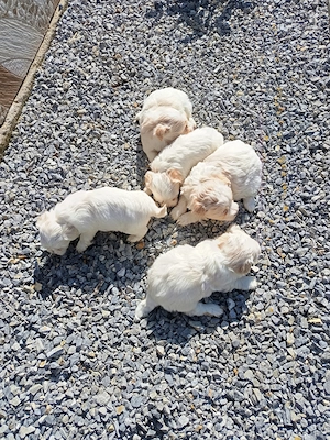 Vând 1 catelusa bichoni maltez adorabili . - imagine 4