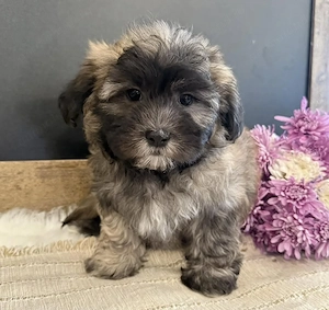 Bichon Havanez 550 lei