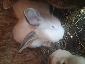 Vând pui de iepuri 55 de lei bucata  - imagine 2