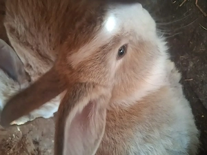 Vând pui de iepuri 55 de lei bucata  - imagine 4