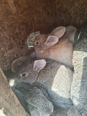 Vând pui de iepuri 55 de lei bucata  - imagine 3