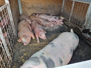 Porci 100-130 kg - imagine 2