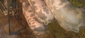 Porci de vînzare , - imagine 2