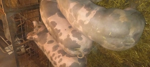 Porci de vînzare , - imagine 3