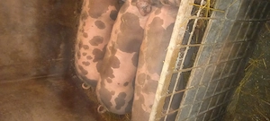 Porci de vînzare , - imagine 4