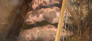 Porci de vînzare , - imagine 5