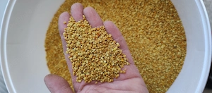 Polen uscat( și pentru porumbei)