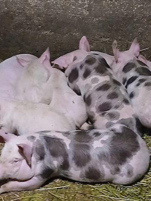 vând purcei înțărcati de au 7 ,8 săptămâni  - imagine 2